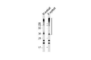 All lanes : Anti-RHO Antibody (C-term) at 1:2000 dilution Lane 1: mouse eyeball lysate Lane 2: rat eyeball lysate Lysates/proteins at 20 μg per lane. (Rho-related GTP-binding protein 抗体  (C-Term))