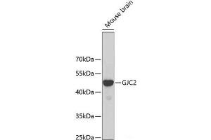 Western blot analysis of extracts of Mouse brain using GJC2 Polyclonal Antibody at dilution of 1:500. (GJC2 抗体)