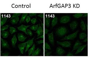 Immunofluorescence Microscopy of Rabbit Anti-ArfGAP3 Antibody. (ARFGAP3 抗体)
