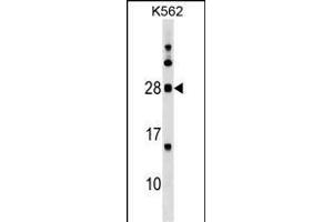 MOG Antibody (Center) (ABIN1538645 and ABIN2849626) western blot analysis in K562 cell line lysates (35 μg/lane). (MOG 抗体  (AA 82-109))