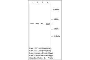 Image no. 1 for anti-Guanylate Cyclase 1, Soluble, beta 3 (GUCY1B3) (AA 188-207) antibody (ABIN791333) (GUCY1B3 抗体  (AA 188-207))
