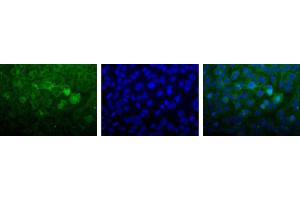Image no. 2 for anti-Nudix (Nucleoside Diphosphate Linked Moiety X)-Type Motif 1 (NUDT1) (C-Term) antibody (ABIN363382) (NUDT1 抗体  (C-Term))