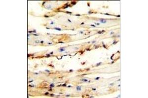 CRCT1 antibody (N-term) (ABIN653986 and ABIN2843928) immunohistochemistry analysis in formalin fixed and paraffin embedded mouse heart tissue followed by peroxidase conjugation of the secondary antibody and DAB staining. (CRCT1 抗体  (N-Term))