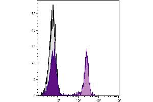 anti-Neutralite Avidin antibody (HRP)