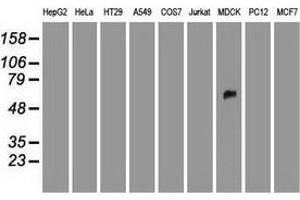 Western blot analysis of extracts (35 µg) from 9 different cell lines by using anti-SILV monoclonal antibody. (Melanoma gp100 抗体)