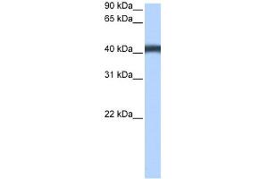 WB Suggested Anti-MFSD3 Antibody Titration:  0. (MFSD3 抗体  (C-Term))