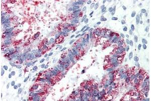 Anti-GPR27 antibody  ABIN1048786 IHC staining of human uterus. (GPR27 抗体  (Cytoplasmic Domain))