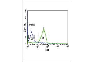 WNT1 Antibody (C-term) (ABIN390755 and ABIN2841013) flow cytometric analysis of MCF-7 cells (right histogram) compared to a negative control cell (left histogram).