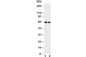 Western blot testing of CaMKK2 antibody and Lane 1:  rat brain;  2: mouse brain (CAMKK2 抗体  (Middle Region))