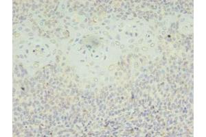 Immunohistochemistry of paraffin-embedded human tonsil tissue using ABIN7169479 at dilution of 1:100 (SH3BGRL 抗体  (AA 1-114))