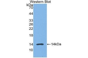Western Blotting (WB) image for anti-High Mobility Group Nucleosome Binding Domain 1 (HMGN1) (AA 1-96) antibody (ABIN1859182) (HMGN1 抗体  (AA 1-96))