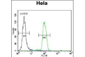 PK14 Antibody (C-term) (ABIN1882176 and ABIN2841644) flow cytometric analysis of Hela cells (right histogram) compared to a negative control cell (left histogram). (MAPK14 抗体  (C-Term))