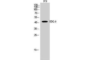 Western Blotting (WB) image for anti-Sphingosine-1-Phosphate Receptor 3 (S1PR3) (N-Term) antibody (ABIN3184397) (S1PR3 抗体  (N-Term))