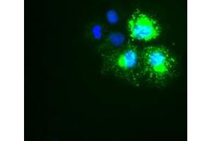 Anti-KRT18 mouse monoclonal antibody (ABIN2452304) immunofluorescent staining of COS7 cells transiently transfected by pCMV6-ENTRY KRT18 (RC210049). (Cytokeratin 18 抗体  (AA 69-372))