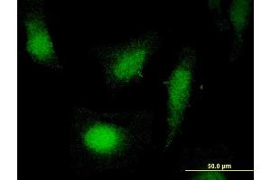 Immunofluorescence (IF) image for anti-COP9 Constitutive Photomorphogenic Homolog Subunit 2 (Arabidopsis) (COPS2) (AA 344-443) antibody (ABIN522776)