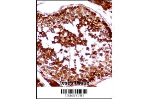 HSFX1 Antibody immunohistochemistry analysis in formalin fixed and paraffin embedded human testis tissue followed by peroxidase conjugation of the secondary antibody and DAB staining. (HSFX1 抗体  (AA 201-230))