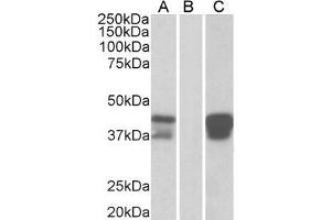 HEK293 lysate (10ug protein in RIPA buffer) overexpressing Human BOB1 with DYKDDDDK tag probed with ABIN184851(1ug/ml) in Lane A and probed with anti- DYKDDDDK Tag (1/3000) in lane C.