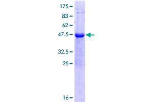 ZSCAN2 Protein (AA 1-150) (GST tag)