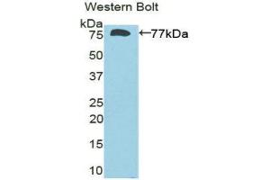 Western Blotting (WB) image for anti-Deiodinase, Iodothyronine, Type III (DIO3) (AA 37-169) antibody (ABIN1858639) (DIO3 抗体  (AA 37-169))