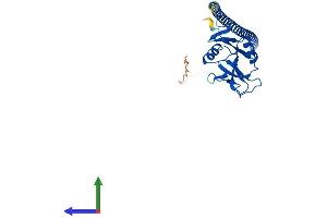 Protein Structure (PS) image for Oxidized Low Density Lipoprotein (Lectin-Like) Receptor 1 (OLR1) (AA 1-273) protein (His tag) (ABIN7554859)