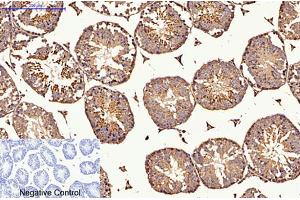 Immunohistochemical analysis of paraffin-embedded mouse testis tissue. (CDX2 抗体)