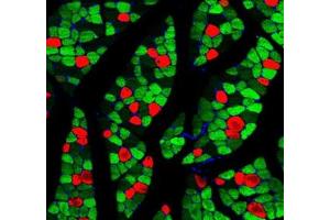 Immunofluorescent analysis of paraformaldehyde-fixed rat skeletal muscle using MYH1 (, red) and MYH7 (ABIN7075623, green) at dilution of 1: 1000