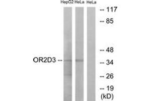 Western Blotting (WB) image for anti-Olfactory Receptor, Family 2, Subfamily D, Member 3 (OR2D3) (AA 231-280) antibody (ABIN1535878)