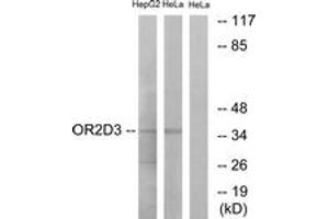 Western blot analysis of extracts from HeLa/HepG2 cells, using OR2D3 Antibody. (OR2D3 抗体  (AA 231-280))