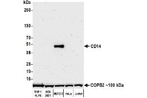 Western Blotting (WB) image for anti-CD14 (CD14) (AA 20-352) antibody (ABIN7453998) (Recombinant CD14 抗体  (AA 20-352))