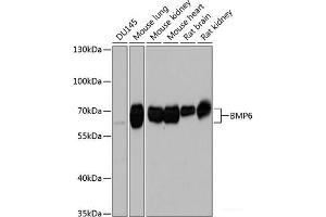 Western blot analysis of extracts of various cell lines using BMP6 Polyclonal Antibody at dilution of 1:1000. (BMP6 抗体)