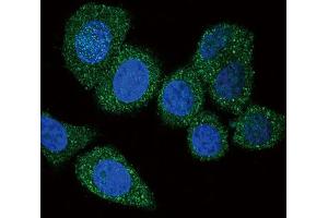 Immunofluorescence (IF) image for anti-Acyl-CoA Synthetase Long-Chain Family Member 4 (ACSL4) antibody (ABIN3001550) (ACSL4 抗体)