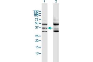 Western Blot analysis of GNA11 expression in transfected 293T cell line by GNA11 MaxPab polyclonal antibody. (GNA11 抗体  (AA 1-359))