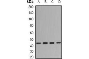 Western blot analysis of Fibromodulin expression in BT474 (A), mouse spleen (B), mouse brain (C), rat spleen (D) whole cell lysates. (Fibromodulin 抗体)