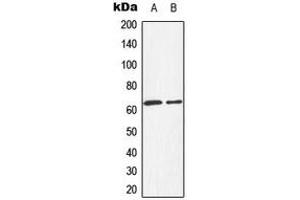 Western blot analysis of HEXB expression in HepG2 (A), HeLa (B) whole cell lysates. (HEXB 抗体  (C-Term))