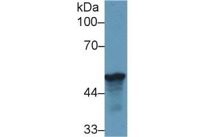 Western blot analysis of Human HepG2 cell lysate, using Rat LRG1 Antibody (1 µg/ml) and HRP-conjugated Goat Anti-Rabbit antibody ( (LRG1 抗体  (AA 39-308))