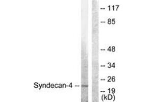 Western Blotting (WB) image for anti-Syndecan 4 (SDC4) (AA 145-194) antibody (ABIN2888866) (SDC4 抗体  (AA 145-194))