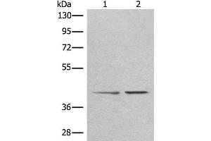 Western blot analysis of A172 and HEPG2 cell lysates using TMEM248 Polyclonal Antibody at dilution of 1:300 (C7orf42 抗体)