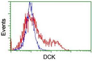 HEK293T cells transfected with either RC210767 overexpress plasmid (Red) or empty vector control plasmid (Blue) were immunostained by anti-DCK antibody (ABIN2454451), and then analyzed by flow cytometry. (DCK 抗体)