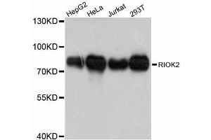 Western blot analysis of extracts of various cell lines, using RIOK2 antibody. (RIOK2 抗体  (AA 253-552))