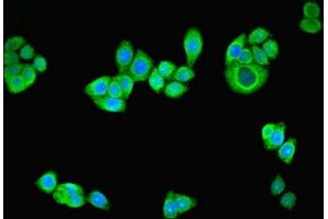 Immunofluorescent analysis of PC-3 cells using ABIN7164305 at dilution of 1:100 and Alexa Fluor 488-congugated AffiniPure Goat Anti-Rabbit IgG(H+L) (Neuregulin 2 抗体  (AA 112-405))