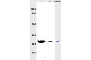 Lane 1: rat heart lysates Lane 2: rat brain lysates probed with Anti PRDX3/peroxiredoxin 3Polyclonal Antibody, Unconjugated (ABIN735713) at 1:200 in 4 °C. (Peroxiredoxin 3 抗体  (AA 161-256))