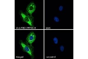 (ABIN185483) Immunofluorescence analysis of paraformaldehyde fixed U2OS cells, permeabilized with 0. (PEPCK 抗体  (Internal Region))
