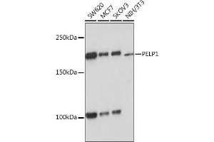 Western blot analysis of extracts of various cell lines, using PELP1 Rabbit mAb (ABIN7269557) at 1:1000 dilution. (PELP1 抗体)