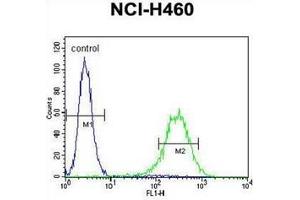Flow cytometric analysis of NCI-H460 cells using CD249 / Glutamyl aminopeptidase Antibody (C-term) Cat. (ENPEP 抗体  (C-Term))