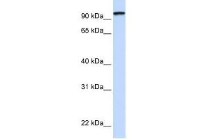 PCDHGC3 antibody used at 1 ug/ml to detect target protein. (Protocadherin gamma Subfamily C, 3 (PCDHGC3) (C-Term) 抗体)