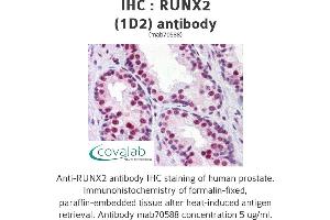 Image no. 1 for anti-Runt-Related Transcription Factor 2 (RUNX2) (AA 251-351) antibody (ABIN1723445) (RUNX2 抗体  (AA 251-351))