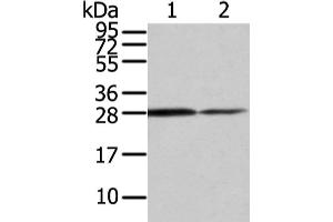 Western Blotting (WB) image for anti-Ras Homolog Gene Family, Member U (RHOU) antibody (ABIN5955755) (RHOU 抗体)