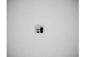 Western blot analysis of SERINC3 using anti-SERINC3 antibody (ABIN7602099). (SERINC3 抗体  (AA 59-404))