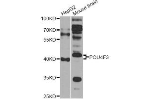 Western blot analysis of extracts of various cell lines, using POU4F3 antibody (ABIN6290759) at 1:1000 dilution. (POU4F3 抗体)