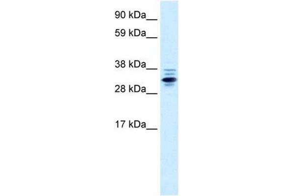 ZNF654 Antikörper  (Middle Region)